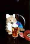[A fox in a British pub]
